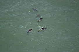 Missing Picture